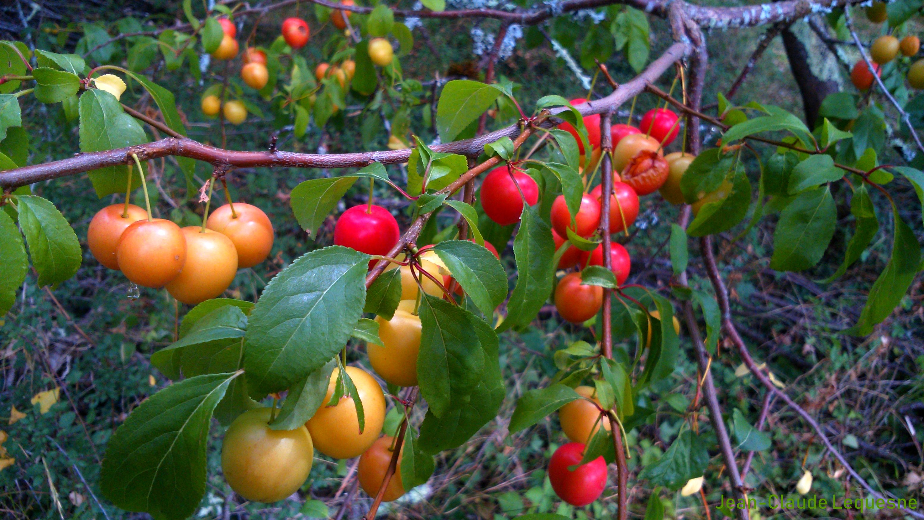 Prune Myrobolan de Marennes